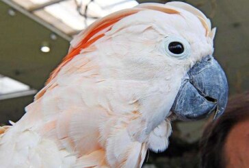 36 de papagali confiscati, cu o valoare totala de circa 100.000 de euro, vor fi scosi la licitatie in Germania