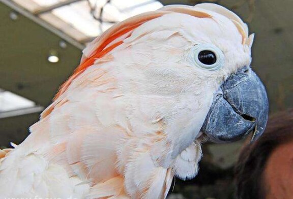 Municipalitatea din Madrid planuieste o exterminare masiva a papagalilor