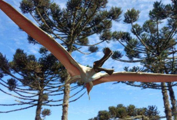 O noua specie de pterozaur, o reptila zburatoare preistorica, descoperita in Australia