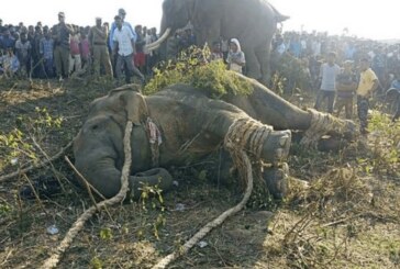 India – Un elefant, poreclit ”Ben Laden”, a fost capturat dupa ce a ucis cinci sateni