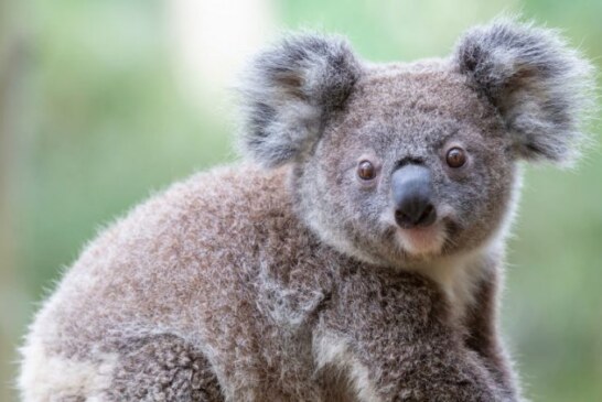 Australia: Seminţe de eucalipt, împrăştiate cu ajutorul dronelor pentru a contribui la refacerea populaţiei de koala