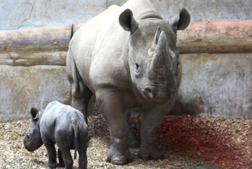 Un rinocer negru in pericol critic de disparitie s-a nascut in Marea Britanie