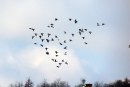 ALERTĂ – Focarele de gripă aviară se apropie de Maramureș