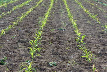 MADR: Suprafaţa afectată de secetă este de 70.562 hectare, în 19 judeţe