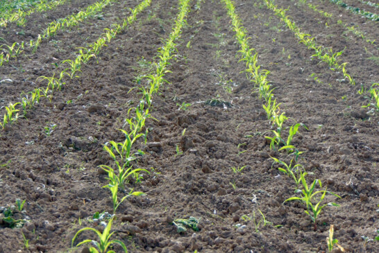 Botănoiu (AFR): Este nevoie de fiecare metru pătrat de teren agricol care să producă hrană pentru consumatorul european