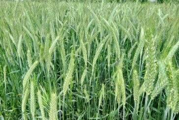 MADR: Peste 1,91 milioane hectare au fost însămânţate cu grâu până la data de 10 noiembrie