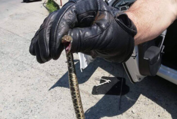 Șarpe găsit într-o mașină din Coltău (FOTO)