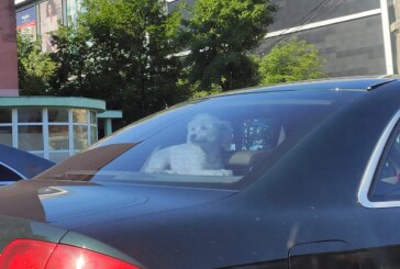 Imaginea zilei: Câine la relaxare, în mașină