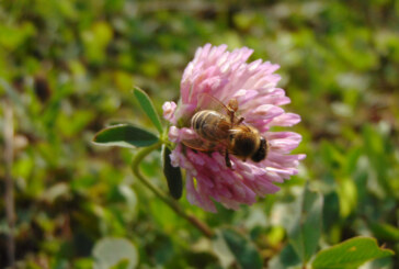 Imaginea zilei: Albină la muncă, în octombrie
