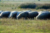 Probleme cu oile într-o comună din Maramureș. Apelul Primăriei