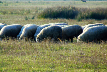 VECINI SUPĂRAȚI – Băimărean amendat din cauza oilor și caprelor din curte
