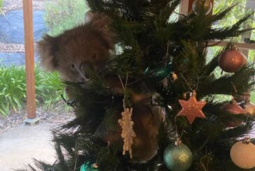 VIDEO – O australiancă a descoperit un koala în pomul de Crăciun