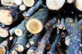 Ilegalități silvice: Sighetean prins cu lemne într-o remorcă
