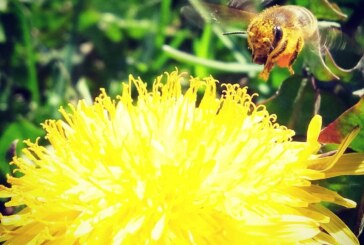 ACȚIUNE DE SALVARE – Maramureșean înțepat de o albină