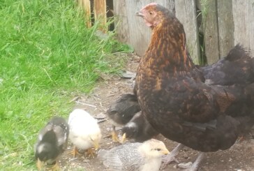 PSEUDOPESTA AVIARĂ – Păsările din curțile maramureșenilor se vaccinează și ele