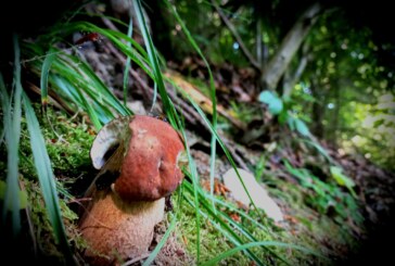 CAND POȚI SĂ MORI DIN NEGLIJENȚĂ – Cum se culeg corect ciupercile din pădure