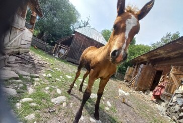 TRACTORUL FACE LEGEA – Tot mai puțini cai prin satele din Maramureș