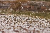 ALERTĂ METEO – Ploi cu grindină așteptate azi în Maramureș