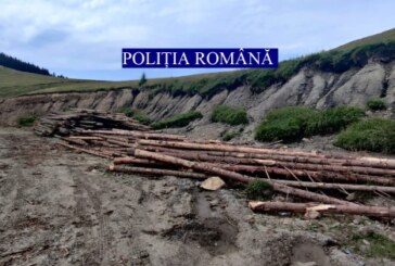 REZULTATE CONTROALE – Cât lemn furat s-a găsit în Maramureș în această săptămână
