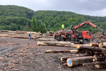CIFRELE ZILEI – Cat lemn s-a furat în Maramureș în primele luni din 2022