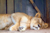 Imaginea zilei: O leoaică doarme, la zoo
