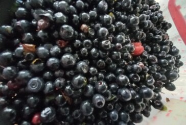 Piața fructelor de pădure afectată de războiul din Ucraina. 40 de tone rămase nevândute în Maramureș