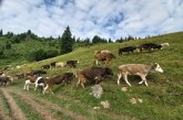 PLĂȚI APIA 2022 – Mai puține cereri ca-n 2021, dar o suprafață agricolă mai mare