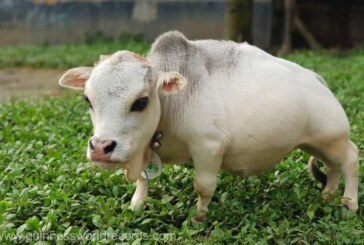 Rani, cea mai mică vacă din lume, a intrat postum în Guinness World Records
