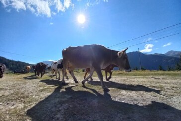 REALITATE TRISTĂ – Tot mai puține animale crescute în gospodăriile din satele Maramureșului