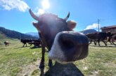 CRIZA RĂZBOI UCRAINA – Bani pentru crescătorii de bovine. Câți bani au intrat în județ