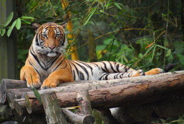 Un tigru ”mâncător de oameni”, ucis în India după ce a omorât 9 persoane