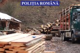 PERCHEZIȚII – Furturi de lemn cu complicitatea angajaților unui ocol silvic (VIDEO)