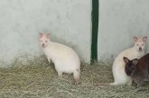 Patru canguri pitici, noua atracţie a grădinii zoologice din Caracas