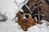 CU OCHII-N PATRU – Gripa aviară din Ungaria pune autoritățile din Maramureș în alertă