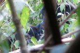Parcul Naţional Virunga din RD Congo a anunţat naşterea primului pui de gorilă din anul 2022