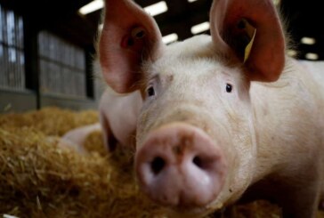 LOVITURĂ – Carcase de porc furate de la un abator din Baia Mare