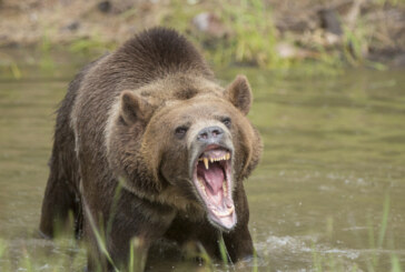 SUA: Un urs grizzly, filmat în timp ce fură prada unor lupi în parcul Yellowstone