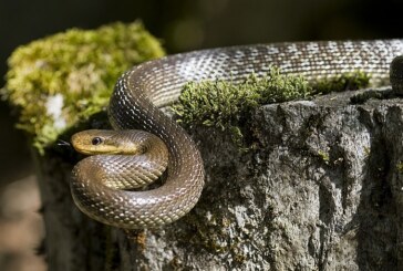 SENZAȚIONAL ȘI NU PREA – Șarpele „extrem de rar” găsit într-o pădure din Iași trăiește și în Maramureș