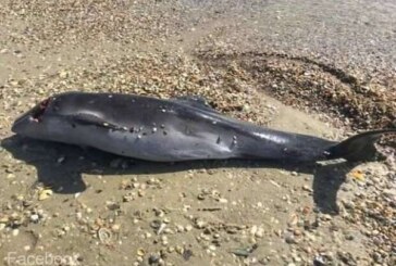 Cel puţin trei mii de delfini au murit în Marea Neagră din cauza războiului