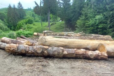 BĂIUȚ – Localnici nemulțumiți de dimensiunile lemnului de foc care se dă la populație