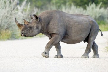 Namibia: 11 rinoceri negri, braconaţi în ultimele două săptămâni într-un parc naţional