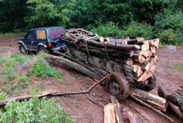 FOTO – Hoți de lemne prinși în flagrant de polițiștii maramureșeni