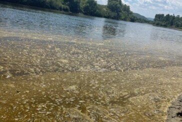ATENȚIE – Alge brune pe râul Someș și în lacuri de acumulare