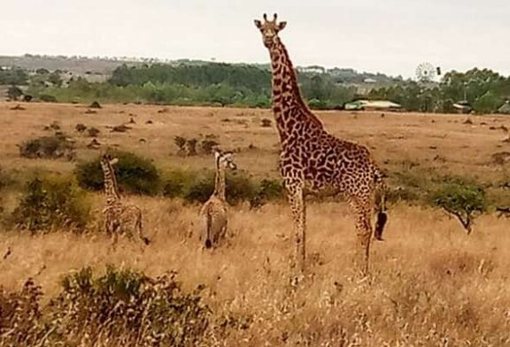 O girafă din Kenya a născut gemeni, un fenomen rar la această specie