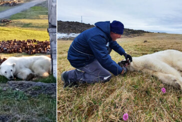 Rusia: Urs polar, salvat după ce şi-a prins limba într-o conservă de lapte condensat