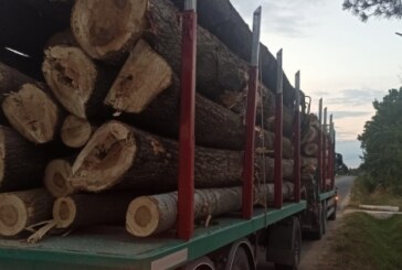 ÎN VECINI – Cum te poți îmbogăți din afaceri cu lemn. Cu complicitatea celor puși să păzească pădurea (VIDEO)