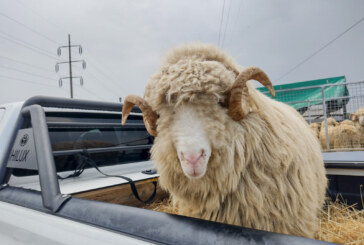 RECLAMAȚIE LA OPC – Berbecul cumpărat „nu își face treaba” cu oile din fermă
