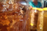 Recomandări privind prevenirea bolilor la albine. Ce trebuie să știe apicultorii din Maramureș