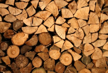 90% din lemnul României, exploatat şi valorificat de SRL-uri