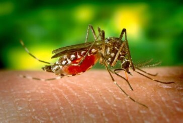 SĂNĂTATE – Cazuri confirmate cu virusul West Nile aproape de Maramureș